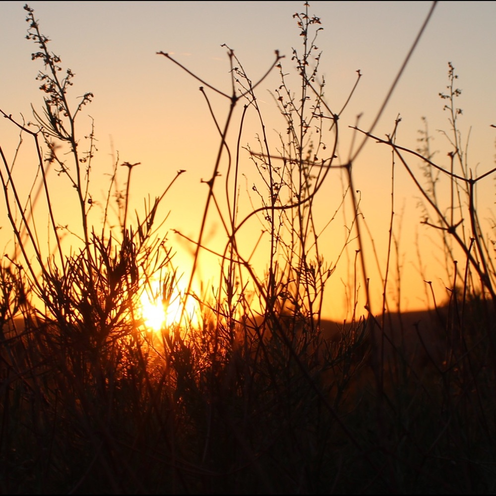 Meet your Posher, Shelby